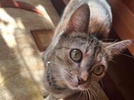 Suße katzen - Lautenbach