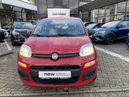 Fiat Panda, , Jahr 2015 - Münster