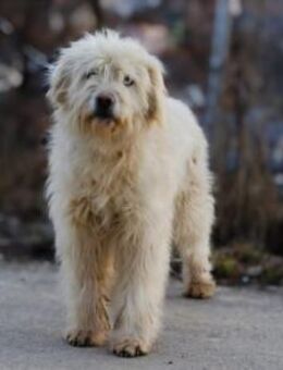 Lumi sucht seinen besten Freund! - München