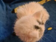 XL MAINECOON Kätzchen , KATZENBABYS - Zahna-Elster