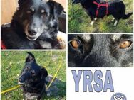 YRSA -entspannte, treue Hundeseele- - Duisburg