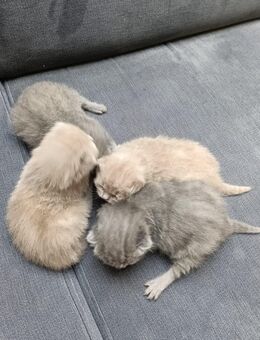 Reinrassiger BKH Bärchen in gute Hände abzugeben. - Haltern (See)