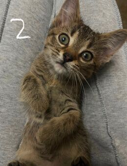 Niedliche Babykatzen suchen Familie - Krefeld