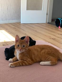 Kater 13 Wochen alt - Schloß Holte-Stukenbrock