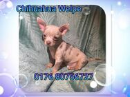 Chihuahua Welpe Reinrassig - Hannover Bothfeld-Vahrenheide