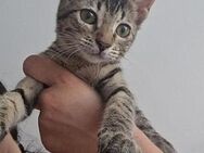 Zenitsu Kleiner Tiger sucht sein Glück - Bad Camberg