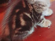 Sibirische Waldkatze Kitten - Altdorf (Bayern)
