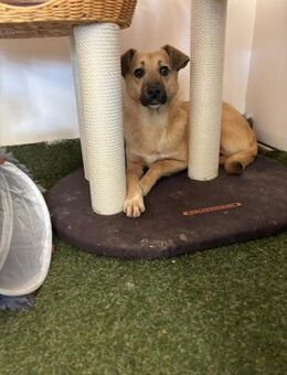 🌻Wunderhübsche Golda☀️ - Eislingen (Fils)