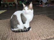 Siggi - süßer Kater sucht sein Zuhause - Walluf