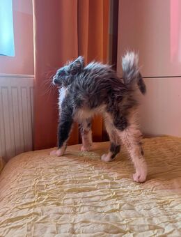 Reinrassige Maine Coon Katze sucht liebevolles Zuhause - Eilenburg Zentrum