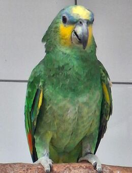 Venezuelaamazone - Strübbel