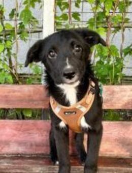 Die hübsche Mabel sucht ihr Zuhause - München