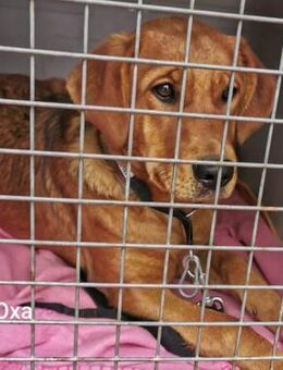 Oxa. die hübsche Rote mit Babygesicht - Wettenberg