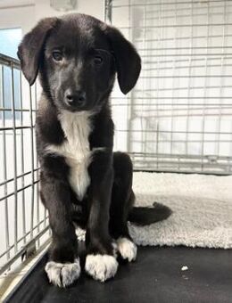 MONY - zauberhaftes Hundemädchen - Velbert