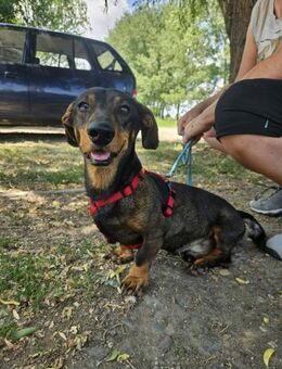Csipet sucht neue Familie - Velbert