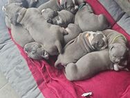 Amstaff Welpen Blue line Reinrassig - Eimen