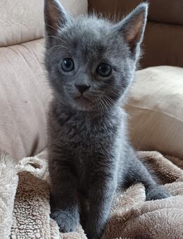 6 bezauberne Katzenbabys Bkh Mix - Holtland