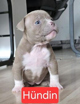 American bully wurf!! - Eisleben (Lutherstadt)