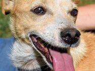 Pasqualino - ein Herz für kleine Hunde? - Kirchlengern