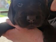 Reinrassige Deutsche Wachtelhund Welpen! - Waffenbrunn