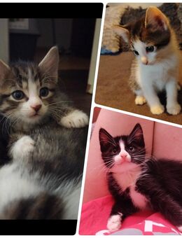 Zuckersüße Kitten suchen Zuhause - Leipzig