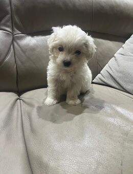 Maltipoo Welpen suchen neues zuhause - Köln