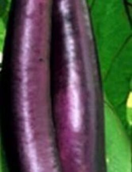 Aubergine Long Purple - Stuttgart