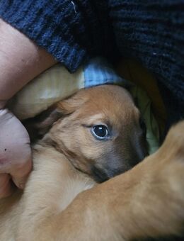 Hundewelpen aus dem Harz - Bad Grund (Harz)