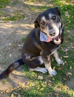 Silver LM Freundlicher Rüde - Neustadt (Rübenberge)