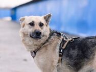 Zuhause gesucht für hübsche Sheila - München