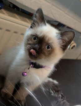 ✨ Wunderschöne Siam Bluepoint / Heilige-Birma-Kitten suchen ihr Traumzuhause! ✨ - Mönchengladbach