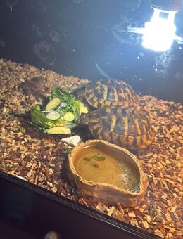 Griechische Landschildkröten - Delmenhorst