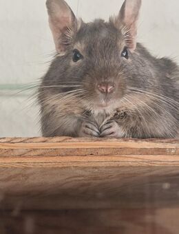 Degu Mädchen Suchen ein liebevolles Zuhause - Koblenz