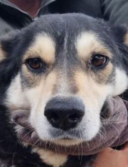 EDANA-tolle, hübsche Hündin, 57 cm - Rösrath