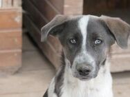 Farley sucht seine Menschen - Kallmünz