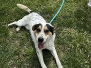 NELLY ist äußerst freundlich zu allen ♥️ - München
