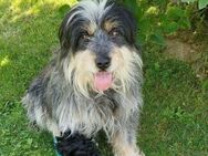 BOBBY 2 sucht sein Zuhause - Hof