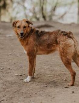 Wunderschöne Nala - Ellerbek