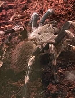Vogelspinnen zwei stk abzugeben - Glandorf