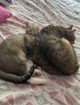 2 Katze abzugeben kostenlos - Hamburg Hamburg-Mitte