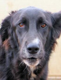 MIRÒ LEO - durch ein Wunder überlebt - Regensburg