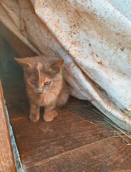 Katze/Kater - Emskirchen