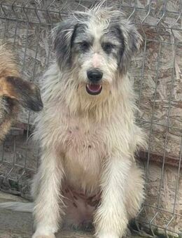 Schüchterne GRETA sucht Zuhause - Neuberg