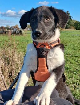 Unsere sehr menschenbezogene Cloe ca 6Monate alt und ca 45 cm groß - Angern