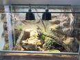 Zwergbartagame mit Terrarium (Glas) in 47443