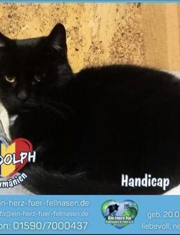 Rudolph sucht sein Für-Immer-Zuhause! - Waakirchen