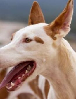 Casper ist ein freundlicher Junge - Donaueschingen