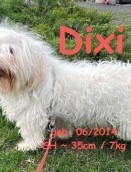 Dixi Gentleman-Wuschel - Rinteln