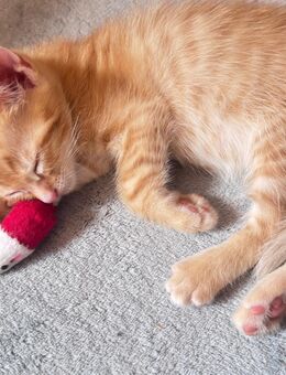 Kitten aus dem Tierschutz suchen ein Zuhause - Lauenburg (Elbe)