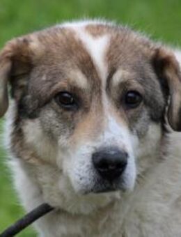 Pilar - verschmust u. sehr lieb - Lohra